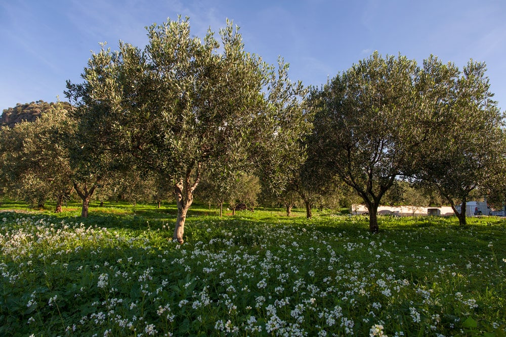 Olivenöl «Cerasuola» Extra Vergine (2x 750ml) – Bild 2