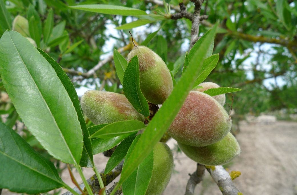 Mandelmus (2x 200g) – Bild 3