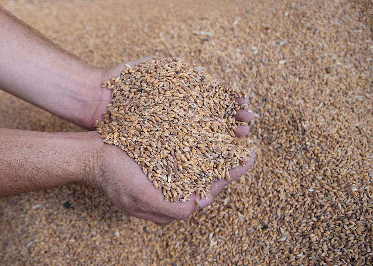 Hartweizenmehl, «Timilia» (1kg) - Image 3