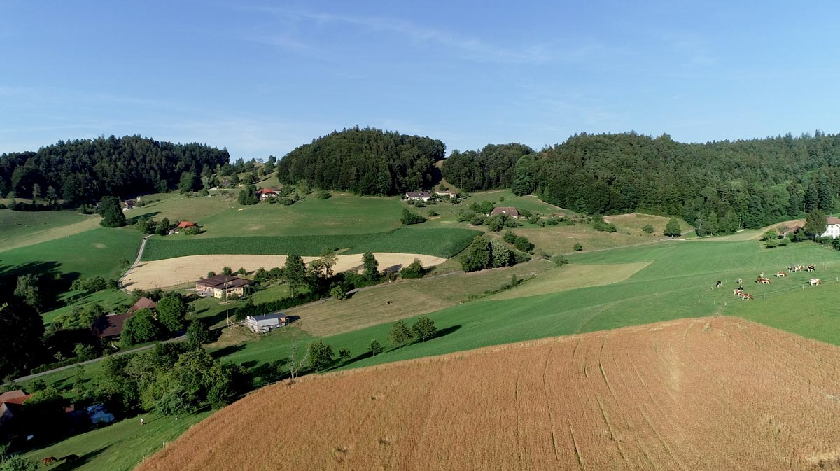 Dinkel Halbweissmehl, «Oberkulmer Rotkorn» (1kg) - Image 2