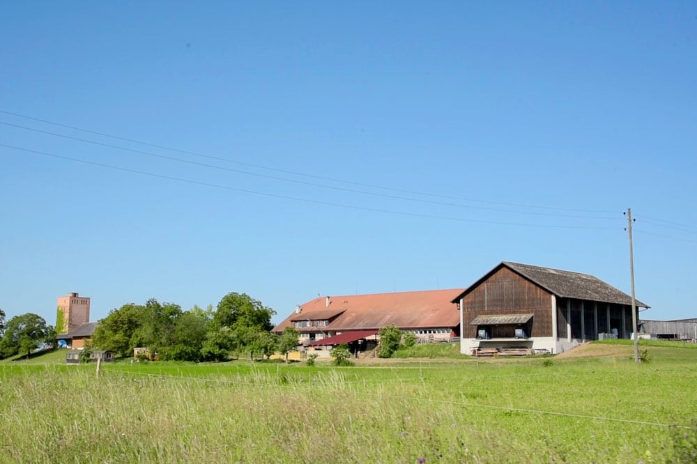 Weisser Traubensaft (1 Liter) - Image 4