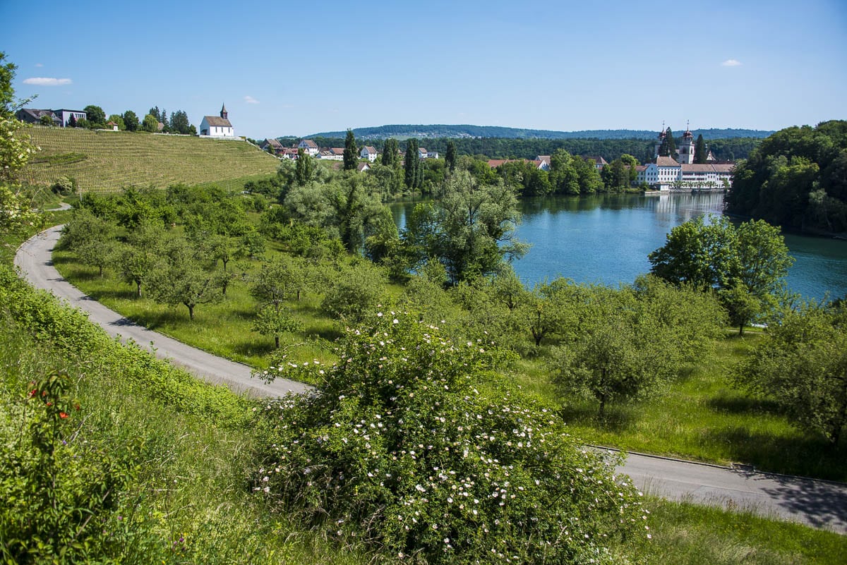 Weisser Traubensaft (1 Liter) - Image 2