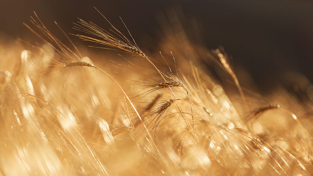 Couscous aus «Timilia» Hartweizen (2x 500g) – Bild 2