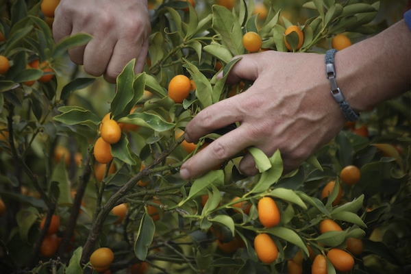 Orangen, Grapefruits, Kumquat (5kg pro Kiste) –<br>Abholung im revendo Basel – Bild 3