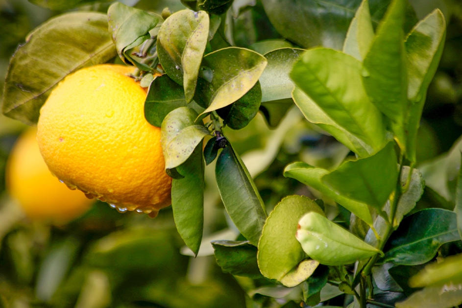 Orangen, Grapefruits, Kumquat (5kg pro Kiste) –<br>Abholung im revendo Basel – Bild 5