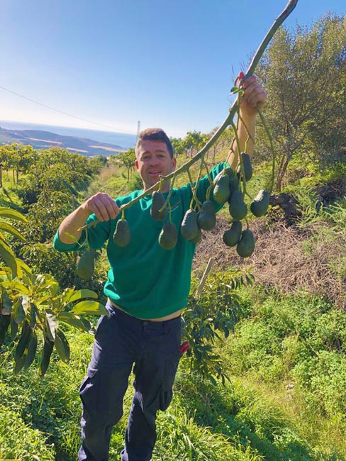 Avocados «Lamb Hass» 4kg pro Kiste –<br>Abholung im MANA Zürich – Bild 2