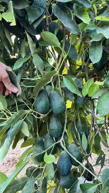 Avocados «Lamb Hass» 4kg pro Kiste –<br>Abholung im MANA Zürich – Bild 3