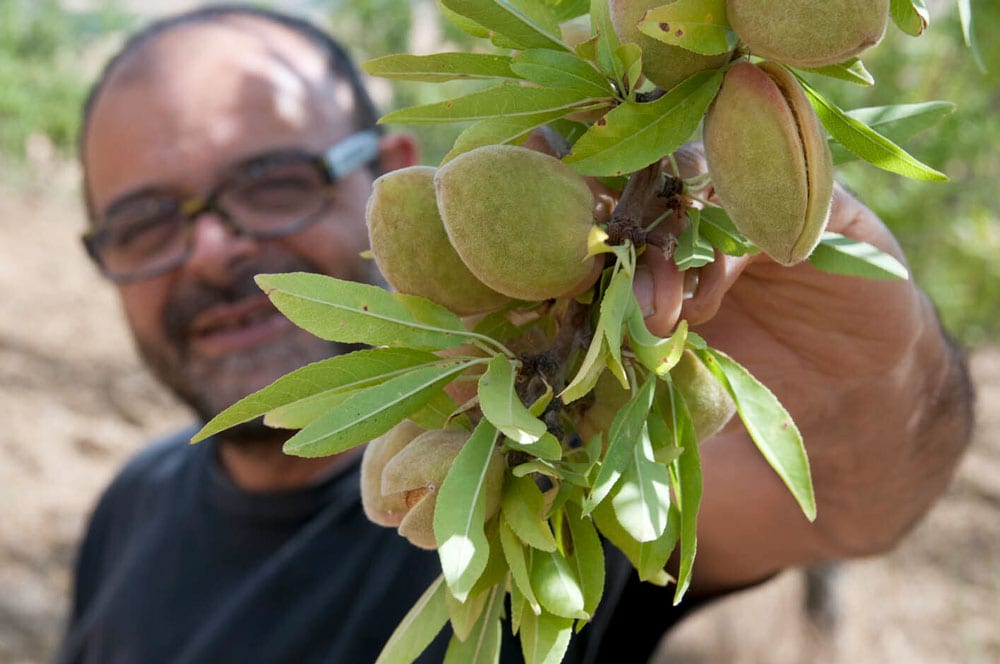 Mandelmus (2x 200g) – Bild 2