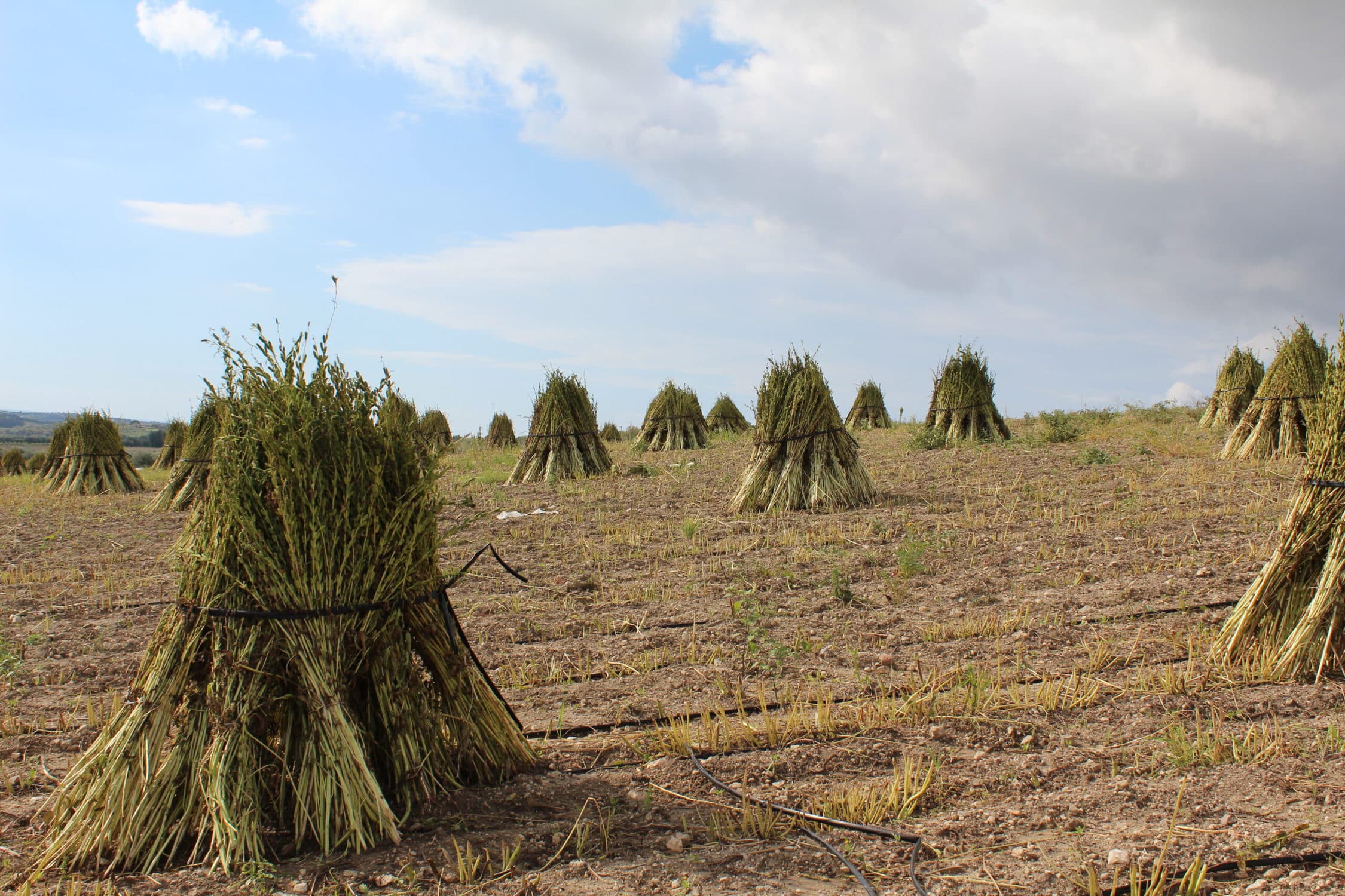 Gomasio (90g) - Image 2