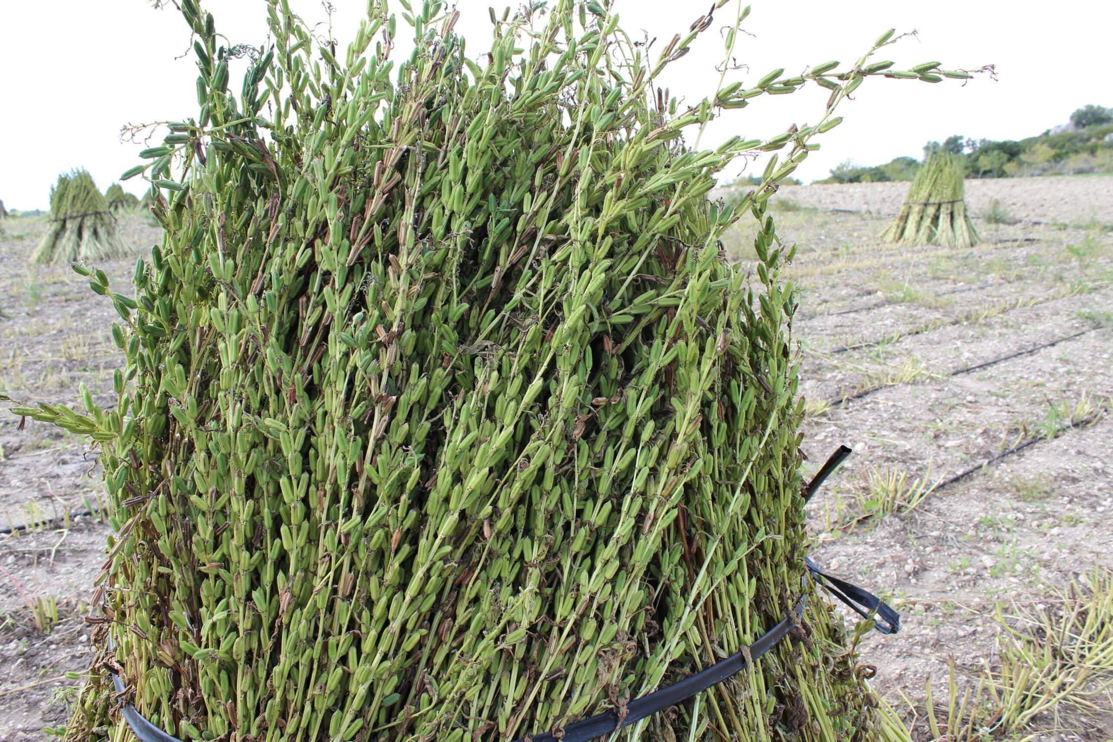 Gomasio (90g) - Image 3