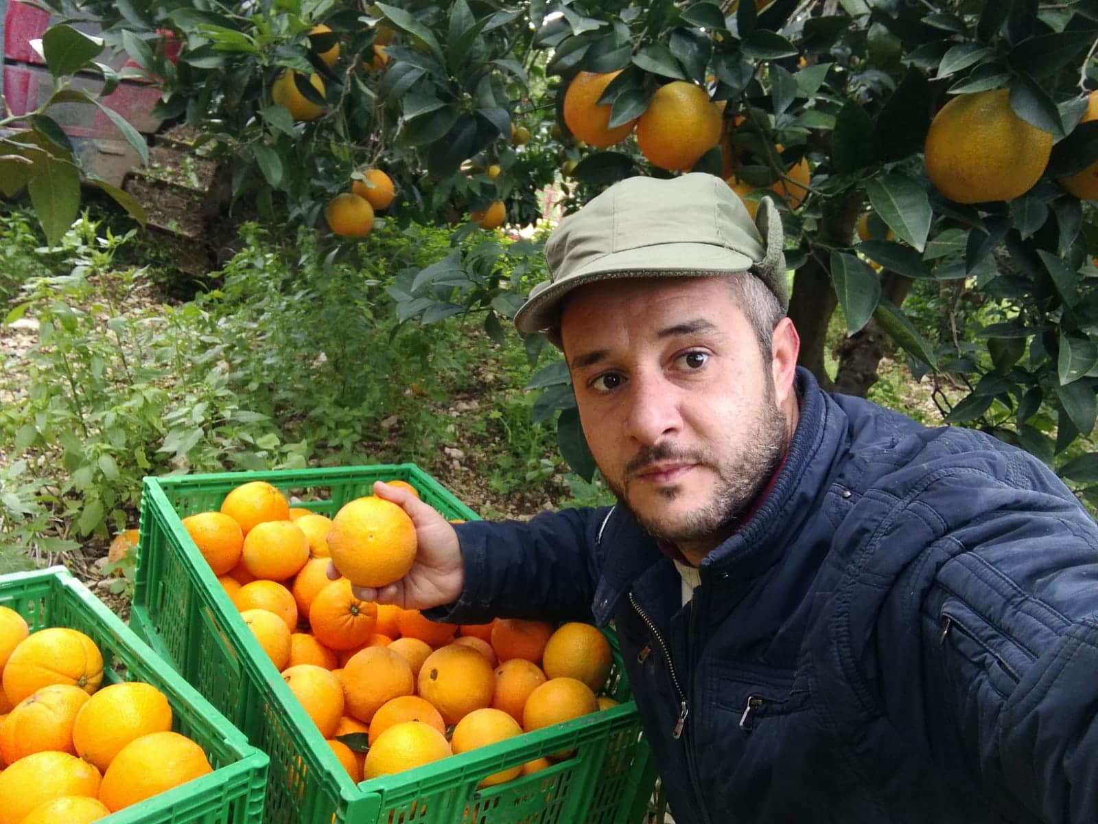 2kg Orangen, 2kg Mandarinen, 1kg Zitronen pro Kiste –<br>Abholung im revendo Bern – Bild 2
