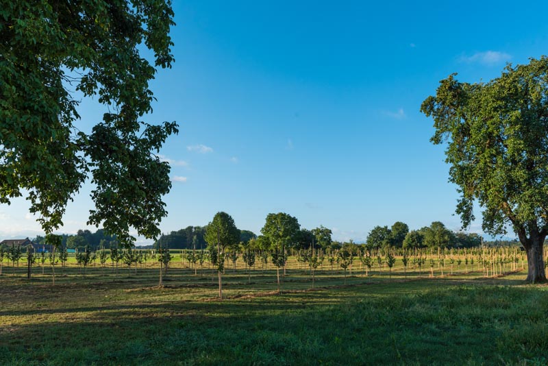 Crowd_Container_Projekt_Haselnuss_Mettmenstetten0002