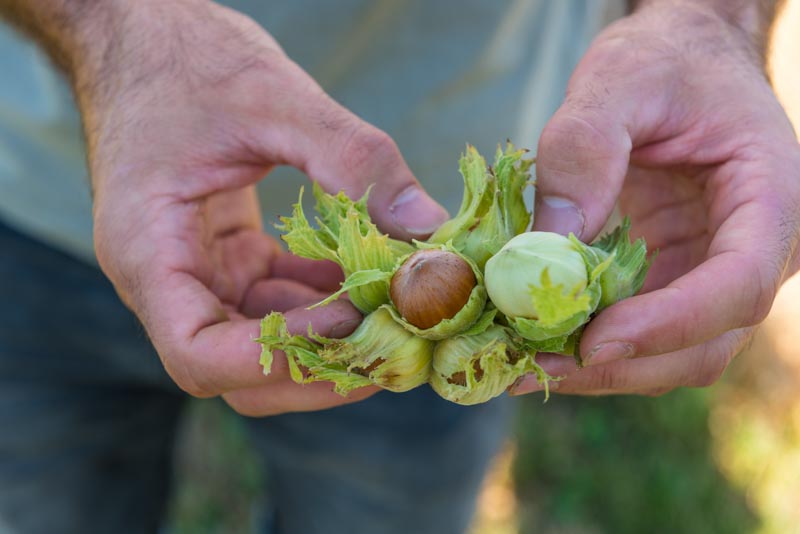 Crowd_Container_Projekt_Haselnuss_Mettmenstetten0011