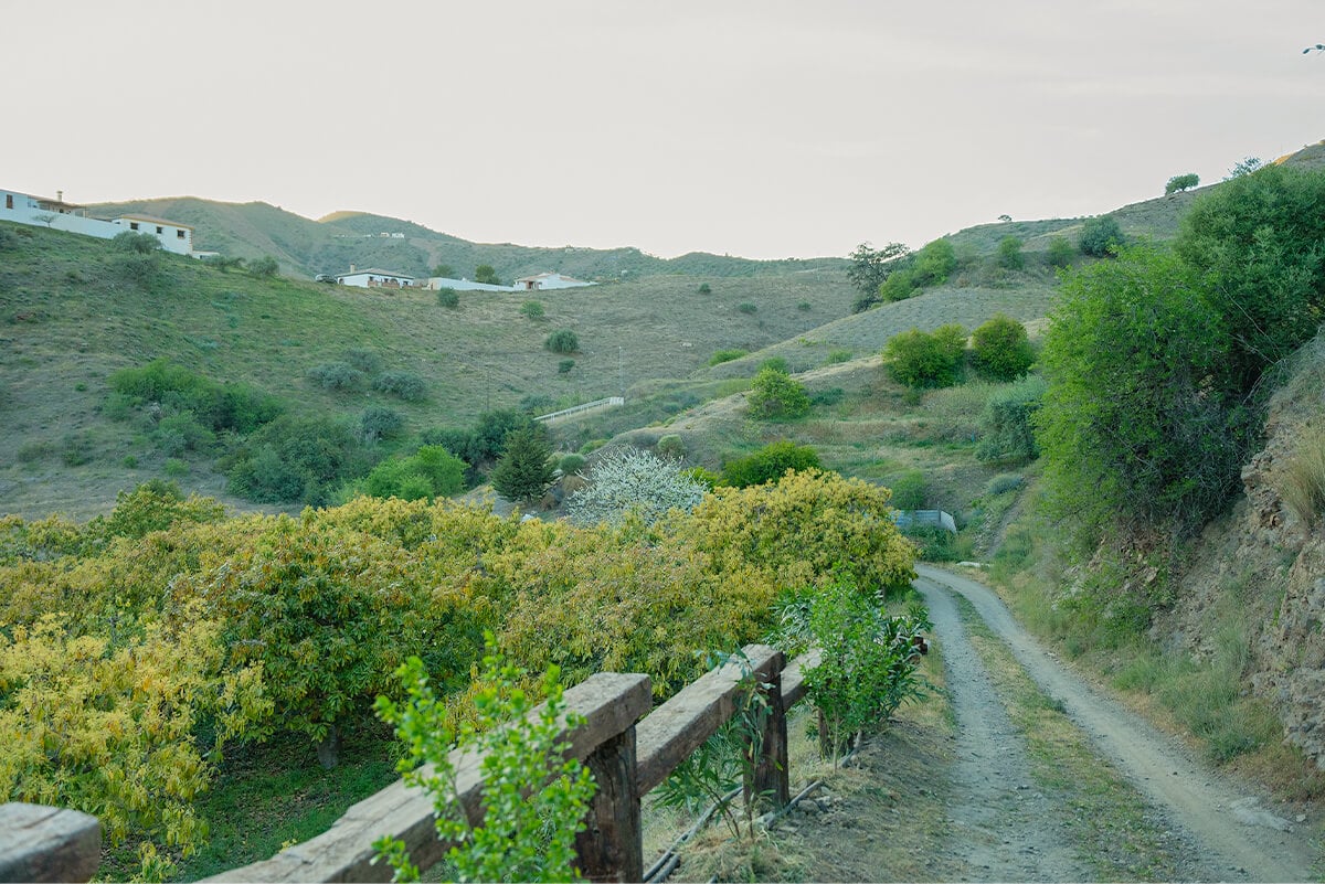 Sonnengetrocknete Weinbeeren «Moscatel de Málaga» (250g) – Bild 4