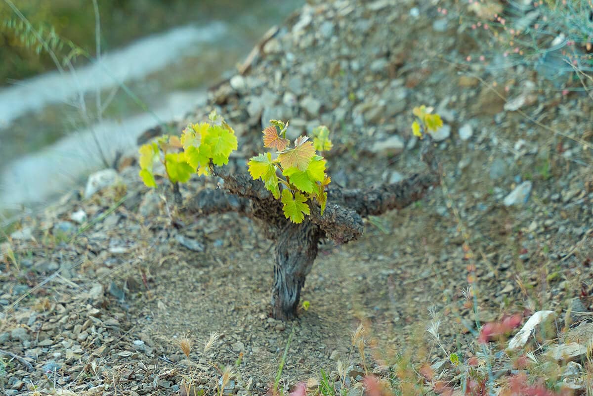 Sonnengetrocknete Weinbeeren «Moscatel de Málaga» (250g) – Bild 3