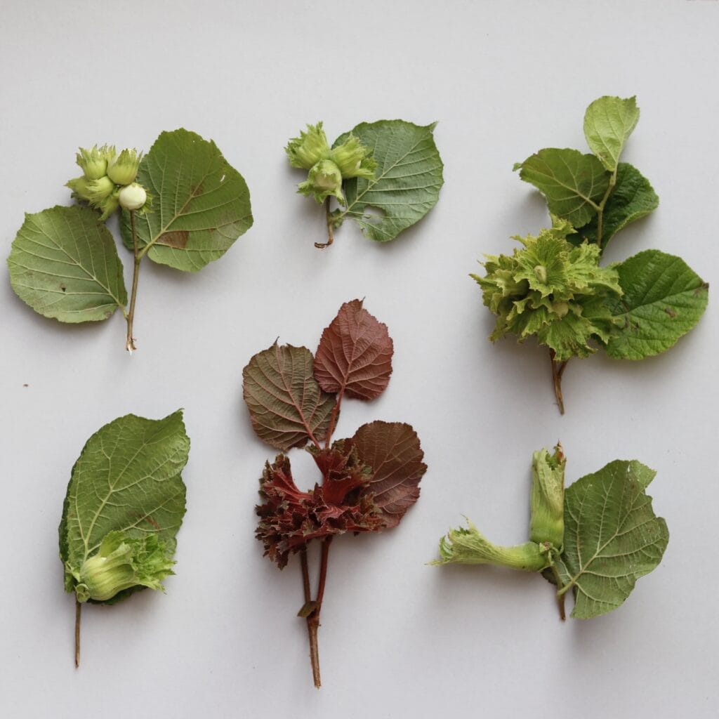 Sortenunterschiede_Haselnuss_Stefan_Gerber