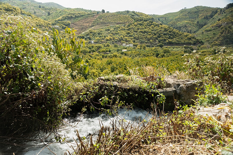 Avocados «Lamb Hass» 4kg pro Kiste –<br>Abholung im MANA Zürich – Bild 4