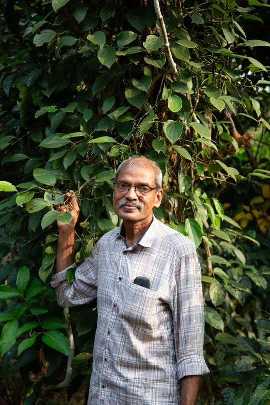 Weisser Malabar Pfeffer (100g) – Bild 2