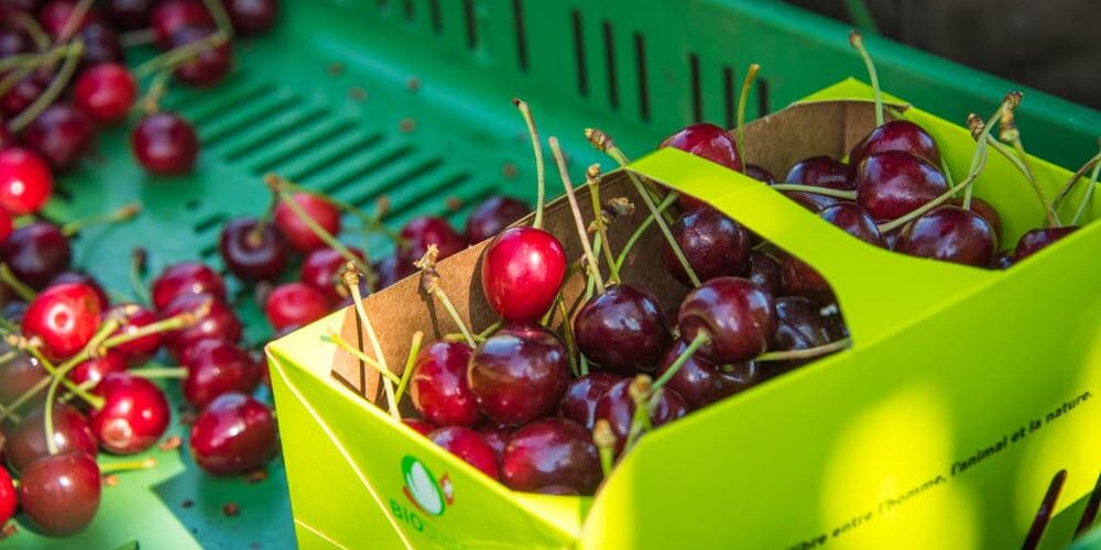 Organic standard cherries Riedackerhof