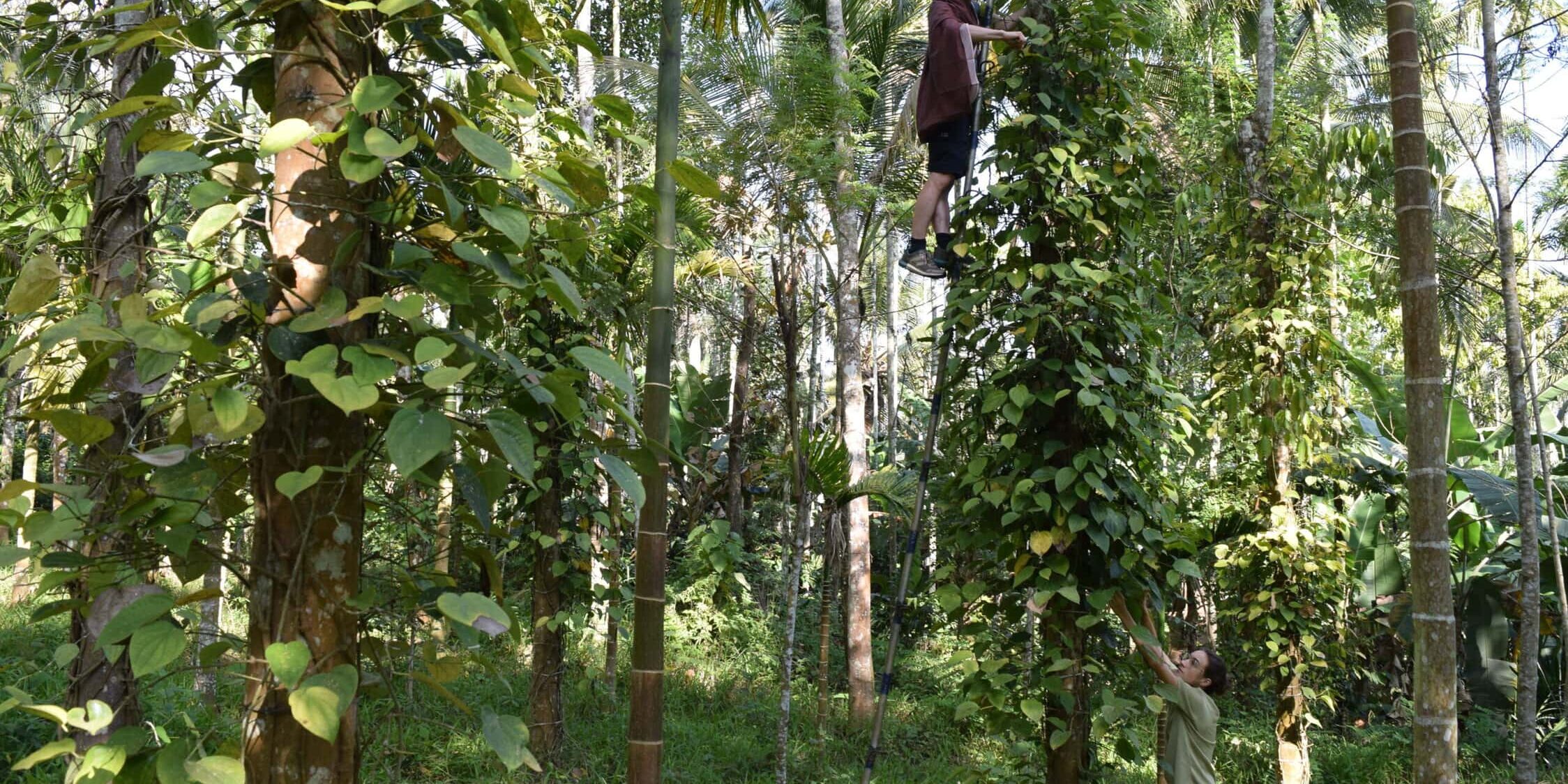 2406_visit_to_Kerala_India_Gasgtreundschaft_Bidu